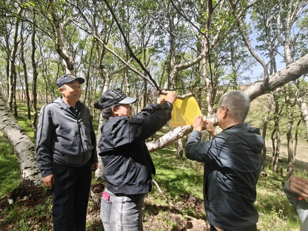 内蒙古自治区大青山自然保护区管理局呼和浩特分局回民区管理站开展病虫害前期监测与防治准备工作