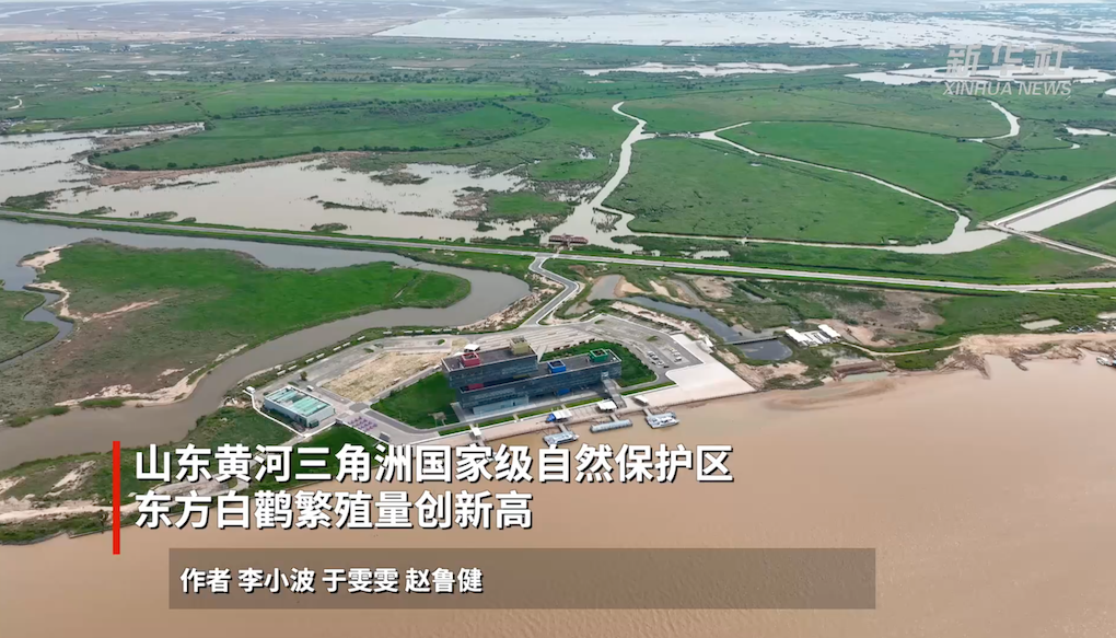 山东黄河三角洲国家级自然保护区东方白鹳繁殖量创新高